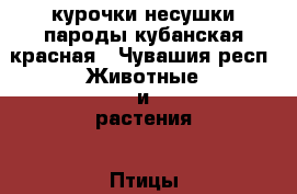 курочки несушки пароды кубанская красная - Чувашия респ. Животные и растения » Птицы   